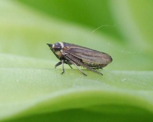 Aphrodes sp.